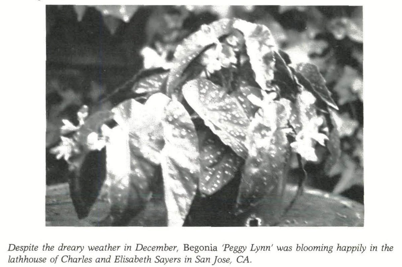B. ‘Peggy Lynn’